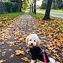 dog, poodle, sidewalk, autumn, leaves, tree, street, black_sweater, leash, outdoor, pet, curious, walk, nature, park, fall, canine, fur, path, quiet