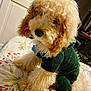 Rolo joined the competition — help win amazing prizes! dog, curly_hair, costume, green_outfit, bed, floral_bedspread, indoor, pet, cute, animal, fur, collar, tag, sitting, cozy, curious, soft_lighting, furniture, home, brown_ears