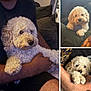 Rolo is registered to the contest to win money with this photo: dog, curly_fur, pet, indoor, couch, human_arm, toy, relaxed, cute, companion, collage, fluffy, brown, black_nose, seated, resting, furry, living_room, comfort, casual