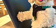 Rolo joined the competition — help win amazing prizes! dog, poodle, curly_fur, harness, chair, outdoor, patio, sunlight, happy, pet, animal, cute, smiling, fur, canine, domestic_animal, leisure, resting, daylight, seating