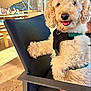 dog, poodle, curly_fur, harness, chair, outdoor, patio, sunlight, happy, pet, animal, cute, smiling, fur, canine, domestic_animal, leisure, resting, daylight, seating