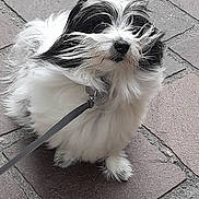 Rocky a rejoint le concours — aidez-le/la à gagner de superbes lots ! animal, black_and_white, canine, close_up, collar, companion, curious, cute, dog, fluffy, friendly, fur, leash, outdoor, pavement, pet, side_view, sitting, small_dog, walking