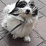 animal, black_and_white, canine, close_up, collar, companion, curious, cute, dog, fluffy, friendly, fur, leash, outdoor, pavement, pet, side_view, sitting, small_dog, walking