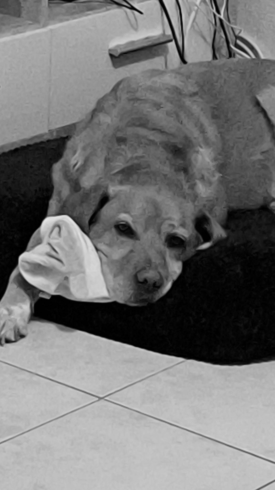 Dior a rejoint le concours — aidez-le/la à gagner de superbes lots ! canidae, carnivore, comfort, companion_dog, dog, dog_breed, dog_supply, fawn, fur, grey, monochrome, monochrome_photography, nap, sleep, snout, sporting_group, terrestrial_animal, whiskers, working_animal, wrinkle