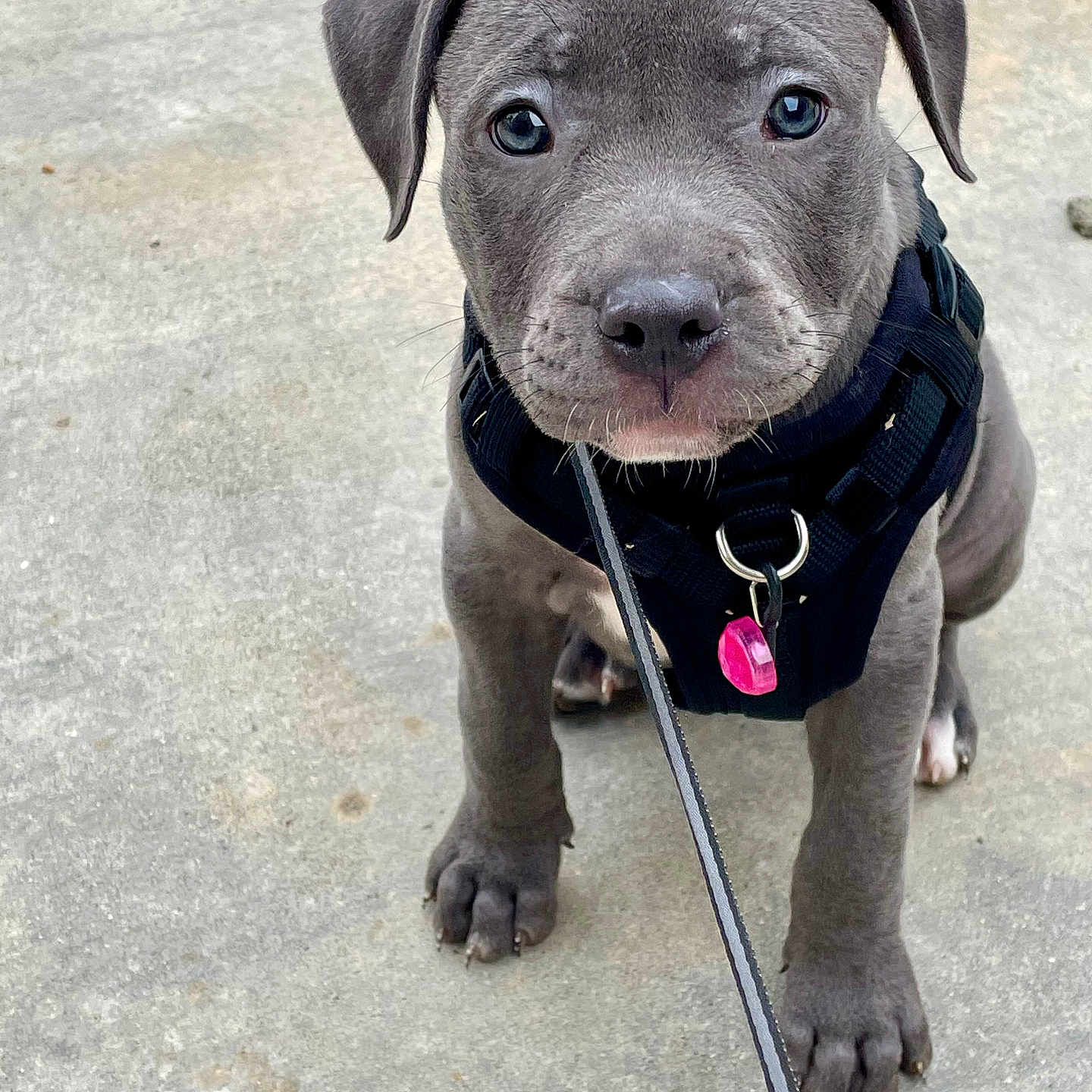 Freya is registered to the contest to win money with this photo: accessories, animal, bulldog, canine, dog, face, harness, head, hound, jewelry, leash, necklace, person, pet, photography, pitbull, portrait, puppy, snout, strap