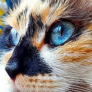 Saphir participe au concours pour gagner de l'argent avec cette photo : cat, close_up, blue_eyes, whiskers, feline, fur, animal, pet, portrait, face, nose, ear, indoor, focused, detailed, calm, cute, domestic_animal, mammal, looking