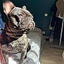 Aron a rejoint le concours — aidez-le/la à gagner de superbes lots ! animal, bed, blanket, canine, clothing, dog, domestic, ears, floor, french_bulldog, fur, furniture, indoor, muzzle, paw, pet, portrait, room, shadow, sunlight