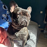Aron a rejoint le concours — aidez-le/la à gagner de superbes lots ! animal, bed, blanket, brindle, cozy, dog, ears, floor, french_bulldog, fur, home, indoor, pet, portrait, relaxation, sitting, snout, squinting, sunlight, whiskers