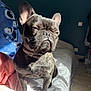 animal, bed, blanket, brindle, cozy, dog, ears, floor, french_bulldog, fur, home, indoor, pet, portrait, relaxation, sitting, snout, squinting, sunlight, whiskers