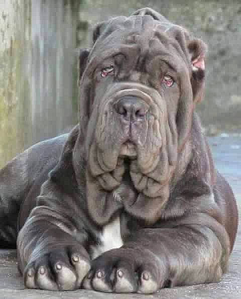 Leo a rejoint le concours — aidez-le/la à gagner de superbes lots ! ancient_dog_breeds, bored, canidae, carnivore, companion_dog, dog, dog_breed, fawn, molosser, non_sporting_group, ori_pei, shar_pei, snout, sporting_group, terrestrial_animal, water, whiskers, working_animal, working_dog, wrinkle