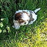 Mistral participe au concours pour gagner de l'argent avec cette photo : animal, cute, daytime, dog, flowers, fur, garden, grass, greenery, leafy_plants, nature, outdoor, pet, playful, puppy, small_dog, sunlight, sunny, yellow_flowers, young_dog