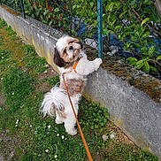 Mistral participe au concours pour gagner de l'argent avec cette photo : animal, chain_link_fence, concrete_wall, curious, daylight, dog, flowers, fluffy, garden, grass, greenery, leash, moss, nature, outdoor, pet, plants, side_view, small_dog, walking