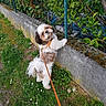 animal, chain_link_fence, concrete_wall, curious, daylight, dog, flowers, fluffy, garden, grass, greenery, leash, moss, nature, outdoor, pet, plants, side_view, small_dog, walking