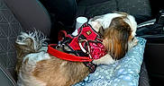 Mistral participe au concours pour gagner de l'argent avec cette photo : bandana, car, car_seat, companion, cushion, cute, dog, floral_pattern, fur, interior, leather_seat, pet, red_harness, relaxing, resting, seat_belt, side_view, small_dog, travel, window