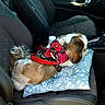 bandana, car, car_seat, companion, cushion, cute, dog, floral_pattern, fur, interior, leather_seat, pet, red_harness, relaxing, resting, seat_belt, side_view, small_dog, travel, window