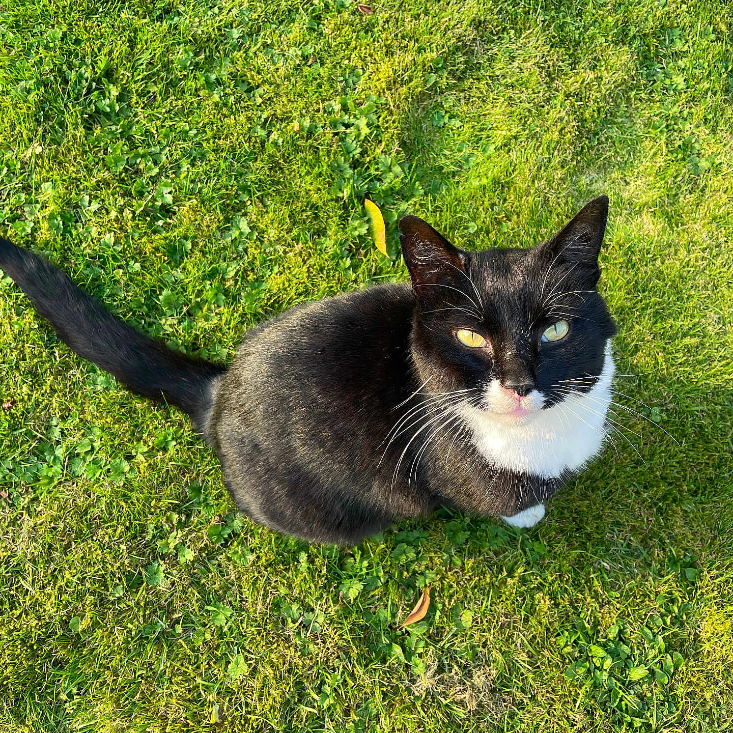 George is registered to the contest to win money with this photo: abyssinian, animal, backyard, blackcat, cat, countryside, field, grass, grassland, green, kitten, lawn, manx, meadow, nature, outdoors, pet, plant, rural, yard