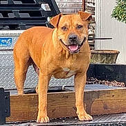 Reggie joined the competition — help win amazing prizes! dog, brown_dog, standing, outdoor, trailer, metal, wood, chain, tongue_out, ears_up, happy, pet, animal, canine, smiling, rustic, background, daylight, close_up, muzzle