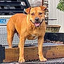 dog, brown_dog, standing, outdoor, trailer, metal, wood, chain, tongue_out, ears_up, happy, pet, animal, canine, smiling, rustic, background, daylight, close_up, muzzle