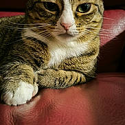 Lulu participe au concours pour gagner de l'argent avec cette photo : animal, cat, closeup, cute, domestic_animal, feline, fur, house_pet, indoor, leather_chair, looking_at_camera, mammal, paw, pet, portrait, red_chair, relaxed, resting, tabby_cat, whiskers