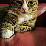 animal, cat, closeup, cute, domestic_animal, feline, fur, house_pet, indoor, leather_chair, looking_at_camera, mammal, paw, pet, portrait, red_chair, relaxed, resting, tabby_cat, whiskers