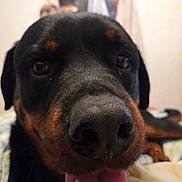 Sky participe au concours pour gagner de l'argent avec cette photo : dog, rottweiler, close_up, pet, animal, indoor, bed, fur, tongue, black, brown, canine, friendly, nose, portrait, blurred_background, domestic, mammal, lying_down, cute