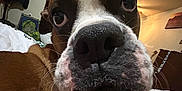 Cosmo joined the competition — help win amazing prizes! animal, bed, bedroom, blanket, brown, canine, closeup, curious, dog, ears, face, fur, furniture, home, indoor, lamp, nose, pet, whiskers, white