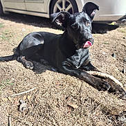 Titan joined the competition — help win amazing prizes! dog, black_dog, lying_down, outdoor, dry_grass, car, vehicle, sunlight, pet, animal, ears, tongue, paw, curious, nature, daytime, muzzle, ground, domestic_animal, canine