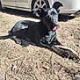 dog, black_dog, lying_down, outdoor, dry_grass, car, vehicle, sunlight, pet, animal, ears, tongue, paw, curious, nature, daytime, muzzle, ground, domestic_animal, canine