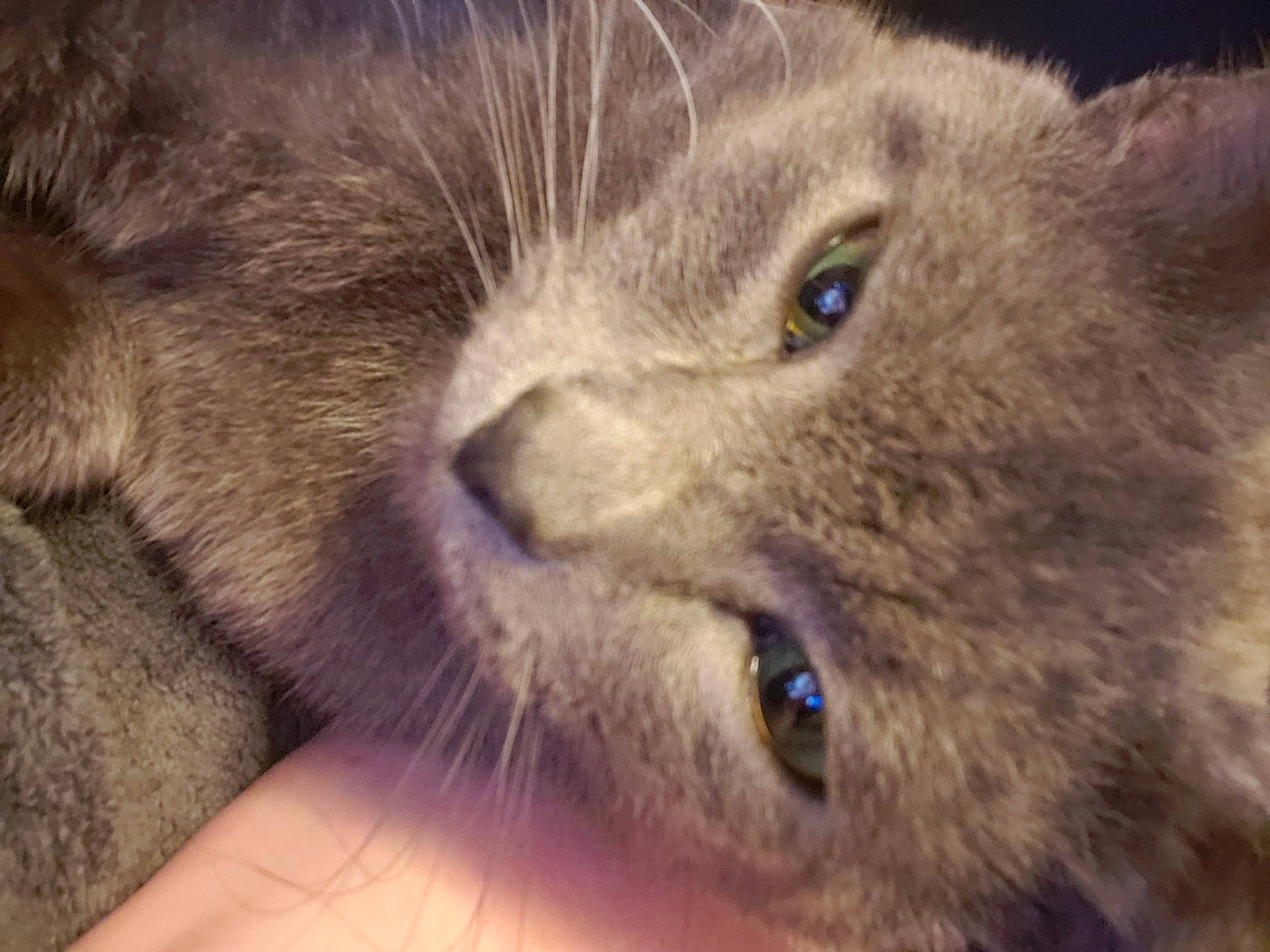 Beast joined the competition — help win amazing prizes! carnivore, cat, close_up, domestic_short_haired_cat, electric_blue, felidae, fur, russian_blue, small_to_medium_sized_cats, snout, terrestrial_animal, whiskers