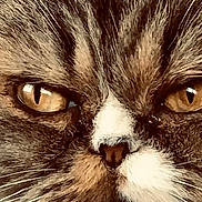 Chippie participe au concours pour gagner de l'argent avec cette photo : animal, cat, close_up, dramatic, eyes, face, fluffy, fur, golden_eyes, muzzle, nose, pet, portrait, serious, smartphone, staring, tabby, web_browser, whiskers, white_markings
