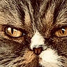 animal, cat, close_up, dramatic, eyes, face, fluffy, fur, golden_eyes, muzzle, nose, pet, portrait, serious, smartphone, staring, tabby, web_browser, whiskers, white_markings