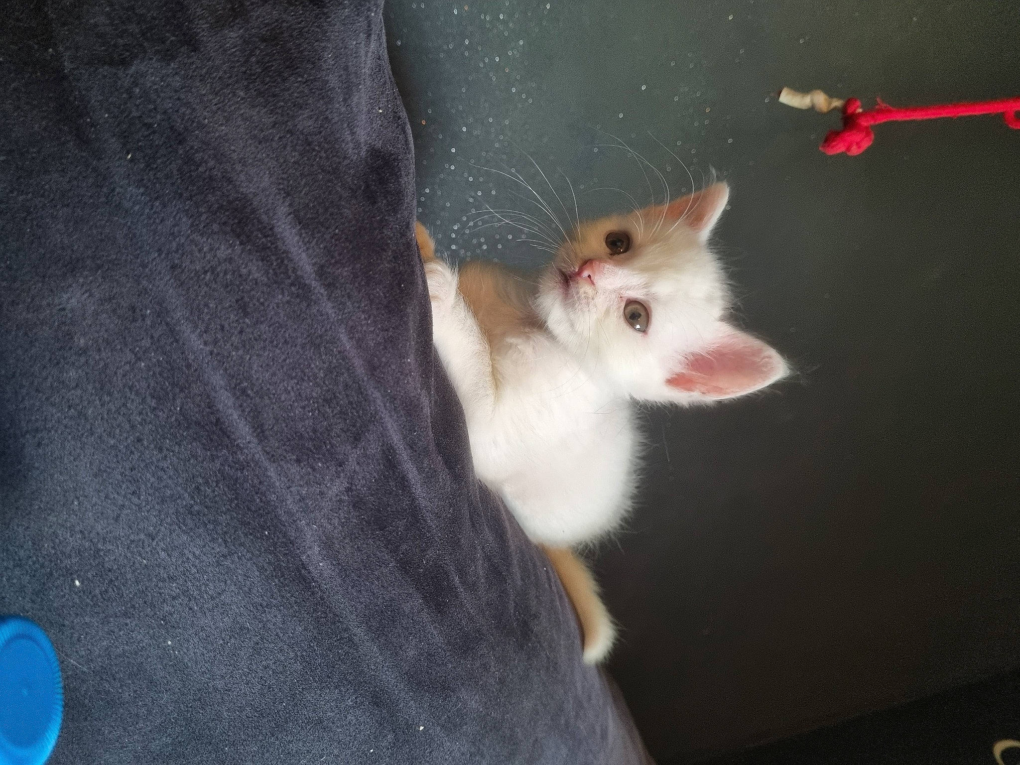 Griffith participe au concours pour gagner de l'argent avec cette photo : canidae, carnivore, cat, claw, domestic_short_haired_cat, fawn, felidae, foot, fur, gesture, jaw, marsupial, mouse, paw, small_to_medium_sized_cats, snout, tail, toe, whiskers, wildlife