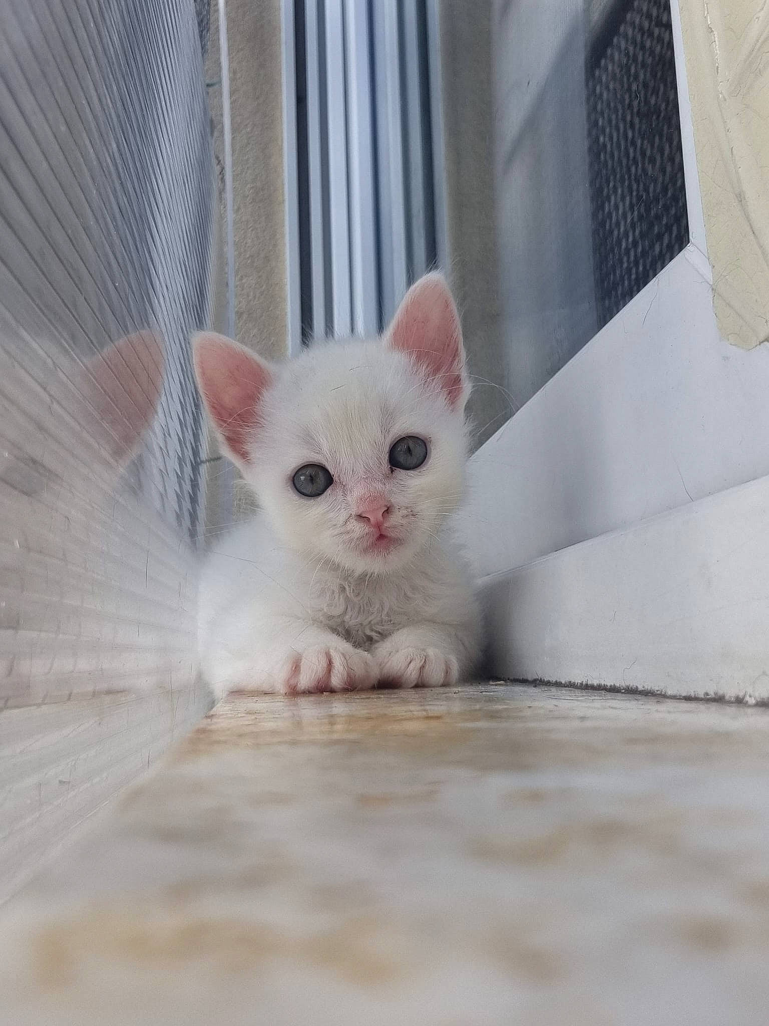 Griffith a rejoint le concours — aidez-le/la à gagner de superbes lots ! carnivore, cat, claw, comfort, domestic_short_haired_cat, fawn, felidae, fur, paw, pet_supply, sitting, small_to_medium_sized_cats, tail, terrestrial_animal, whiskers