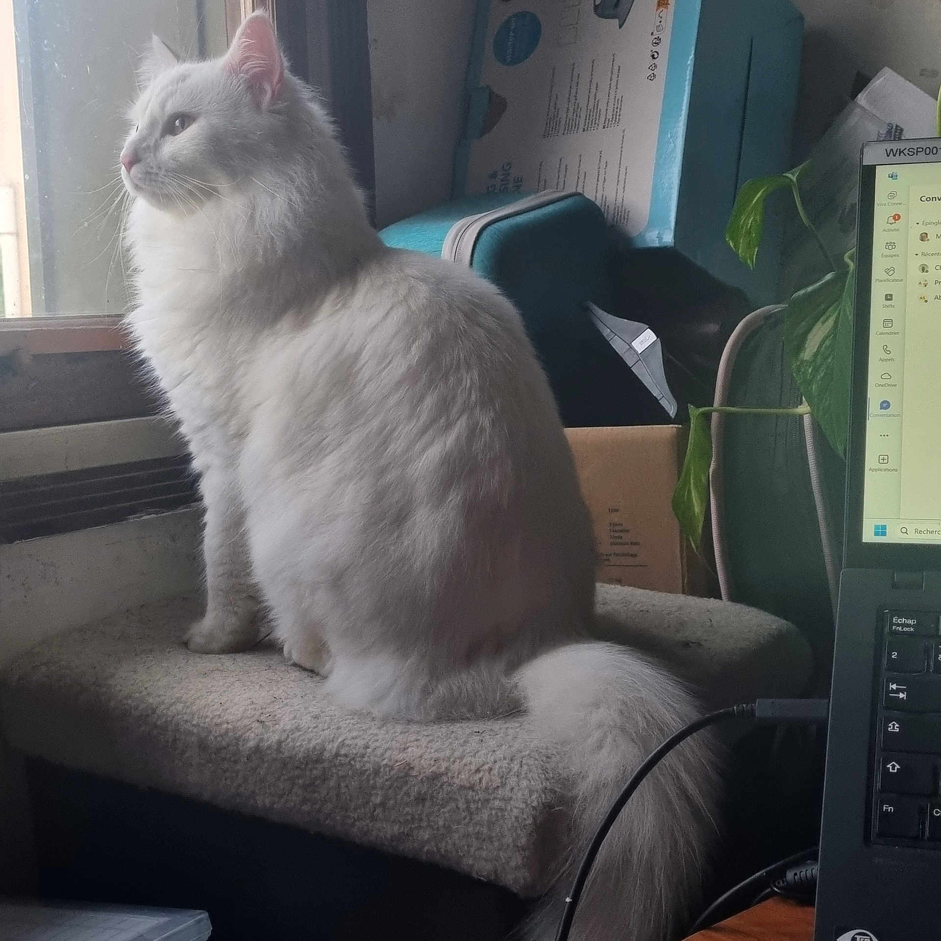 Griffith participe au concours pour gagner de l'argent avec cette photo : angora, animal, armchair, box, cat, chair, computer, computerhardware, computerkeyboard, couch, electronics, furniture, hardware, kitten, laptop, manx, monitor, pc, pet, screen