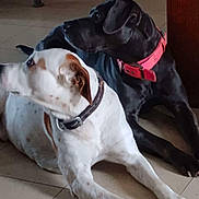 Wifi is registered to the contest to win money with this photo: dog, white_dog, black_dog, collar, indoor, floor, tile, pet, animal, resting, laying_down, two_dogs, domestic_animal, looking, ears, paw, side_view, companions, curious, alert