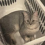 Wall-E a rejoint le concours — aidez-le/la à gagner de superbes lots ! cat, gray_cat, tabby, laundry_basket, indoor, pet, feline, resting, curious, looking_up, white, plastic_basket, floor, domestic_animal, fur, whiskers, ears, paws, animal, cute