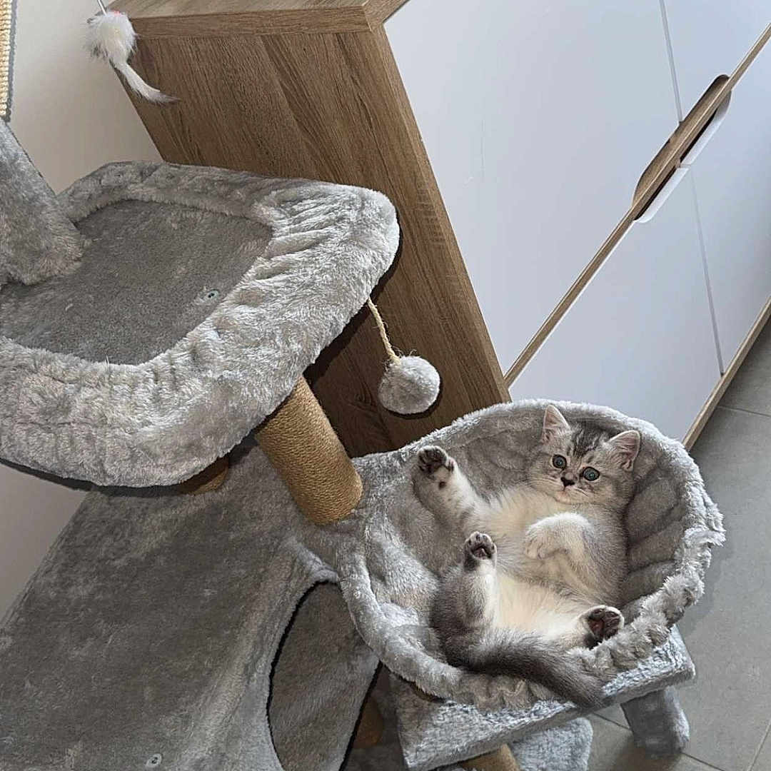 Wall-E participe au concours pour gagner de l'argent avec cette photo : animal, cabinet, cat, cat_tree, cozy, cute, floor, furniture, gray_fur, hammock, home, indoor, kitten, paw, pet, plush, relaxing, resting, toy, whiskers