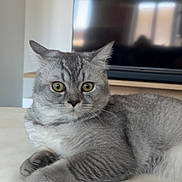 Wall-E participe au concours pour gagner de l'argent avec cette photo : cat, gray_cat, tabby, pet, indoor, living_room, television, white_surface, feline, curious, relaxed, close_up, domestic_animal, mammal, whiskers, ears, paws, fur, wide_eyes, home