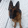 german_shepherd, dog, snow, outdoor, fence, animal, pet, winter, canine, fur, ears, paw, looking_up, cold, nature, snowflakes, mammal, companion, portrait, standing