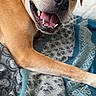 animal, bed, blanket, brown, canine, close_up, cozy, cute, dog, ears, face, fur, happy, indoor, lying_down, pet, smiling, teeth, tongue, white