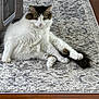 cat, fluffy, white, brown, indoor, rug, patterned_rug, wooden_floor, relaxed, pet, animal, feline, curious, sitting, tail, paw, fur, domestic_cat, looking, resting