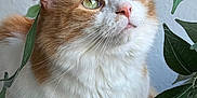 Simba is registered to the contest to win money with this photo: cat, orange_cat, white_cat, fluffy, green_eyes, indoor, plant, leaves, closeup, pet, cute, feline, portrait, whiskers, soft_fur, relaxed, natural_light, cozy, curious, sitting
