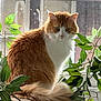 Simba joined the competition — help win amazing prizes! cat, orange_cat, white_cat, fluffy_fur, window, windowsill, green_leaves, plant, indoor, pet, feline, curious, animal, sitting, tail, whiskers, nature, light, daylight, closeup