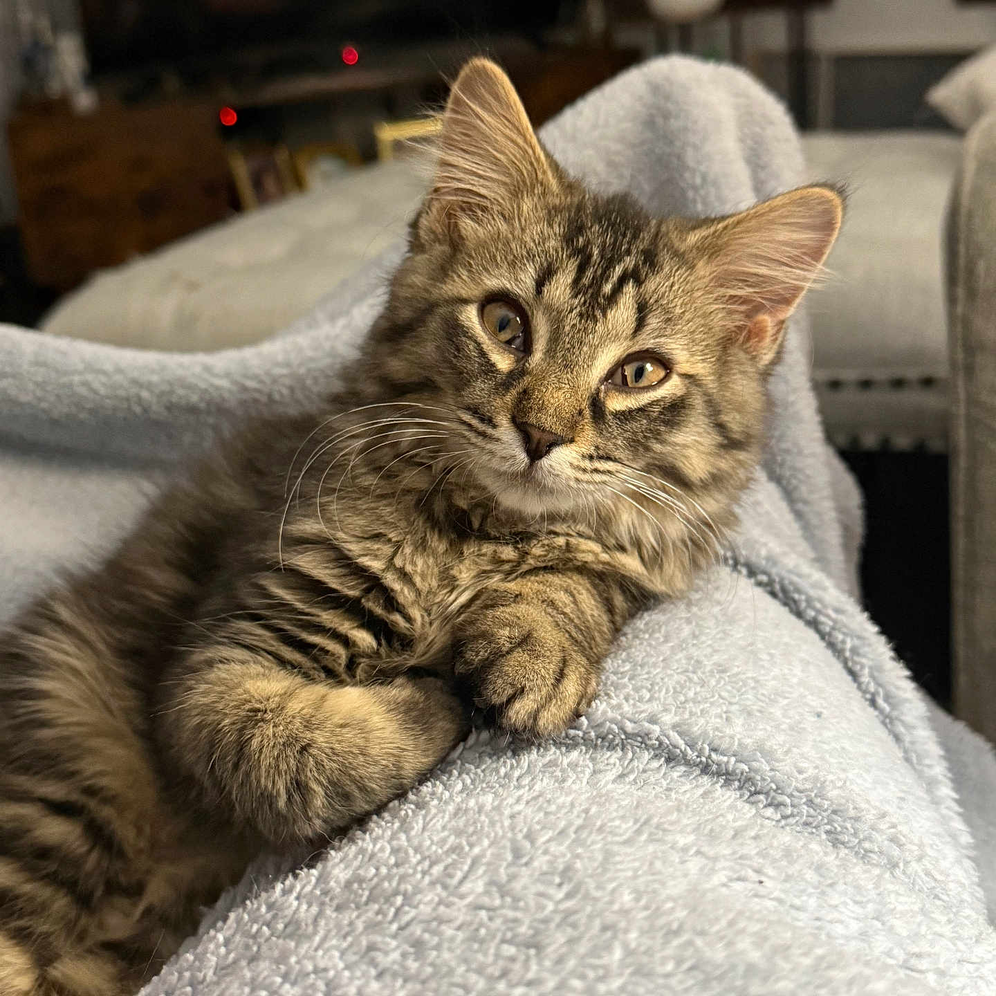 Milo is registered to the contest to win money with this photo: animal, blanket, cat, closeup, cozy, curious, cute, fur, furry, home, indoor, kitten, paw, pet, portrait, relaxed, resting, soft, tabby, whiskers