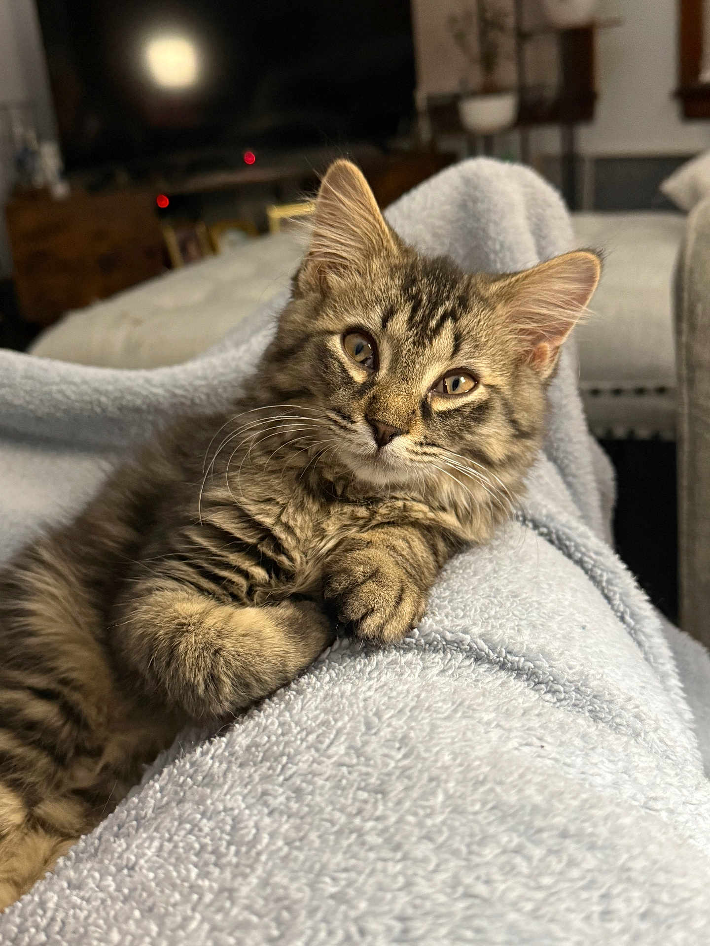 Milo is registered to the contest to win money with this photo: cat, kitten, tabby, furry, pet, indoor, blanket, cozy, relaxed, cute, animal, fur, whiskers, closeup, portrait, soft, home, curious, paw, resting