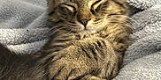 Milo is registered to the contest to win money with this photo: kitten, cat, sleeping, tabby, paw, cozy, blanket, furry, cute, pet, animal, resting, indoor, soft, closeup, whiskers, relaxed, feline, domestic_cat, nap