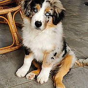 Aïko a rejoint le concours — aidez-le/la à gagner de superbes lots ! puppy, dog, sitting, indoor, floor, tile, wooden_chair, fur, blue_eyes, curious, pet, animal, cute, fluffy, young_dog, domestic, home, furniture, mammal, companion