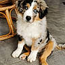 puppy, dog, sitting, indoor, floor, tile, wooden_chair, fur, blue_eyes, curious, pet, animal, cute, fluffy, young_dog, domestic, home, furniture, mammal, companion
