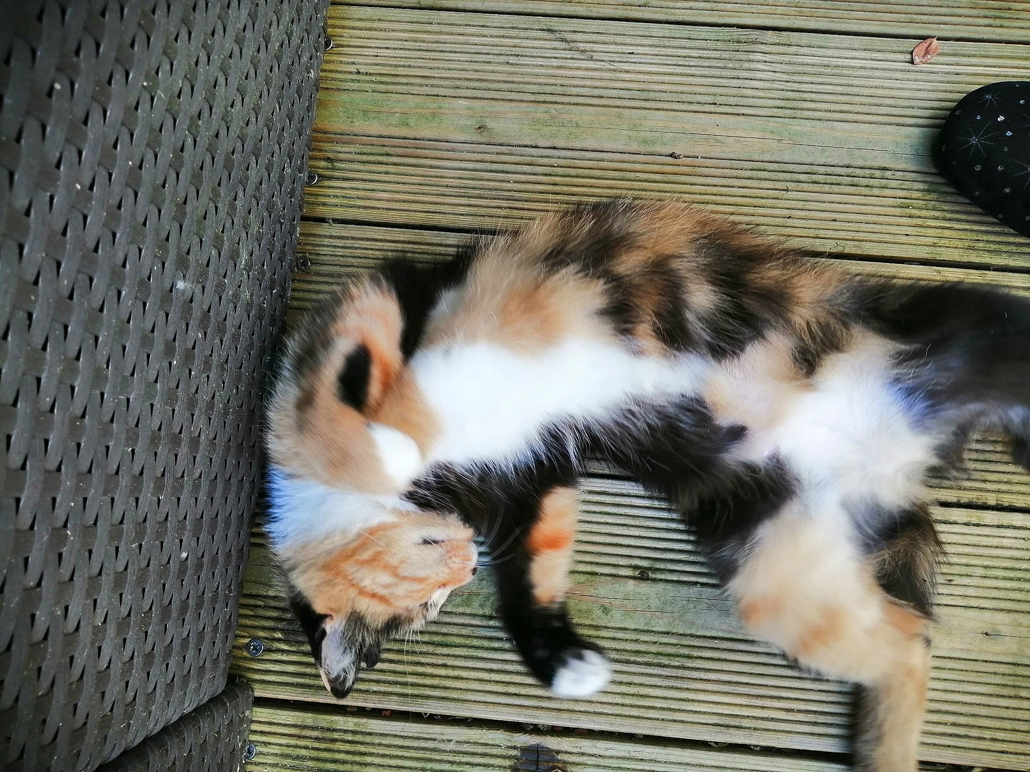 Navi participe au concours pour gagner de l'argent avec cette photo : carnivore, cat, european_shorthair, fawn, felidae, fur, kitten, paw, polydactyl_cat, small_to_medium_sized_cats, tail, whiskers