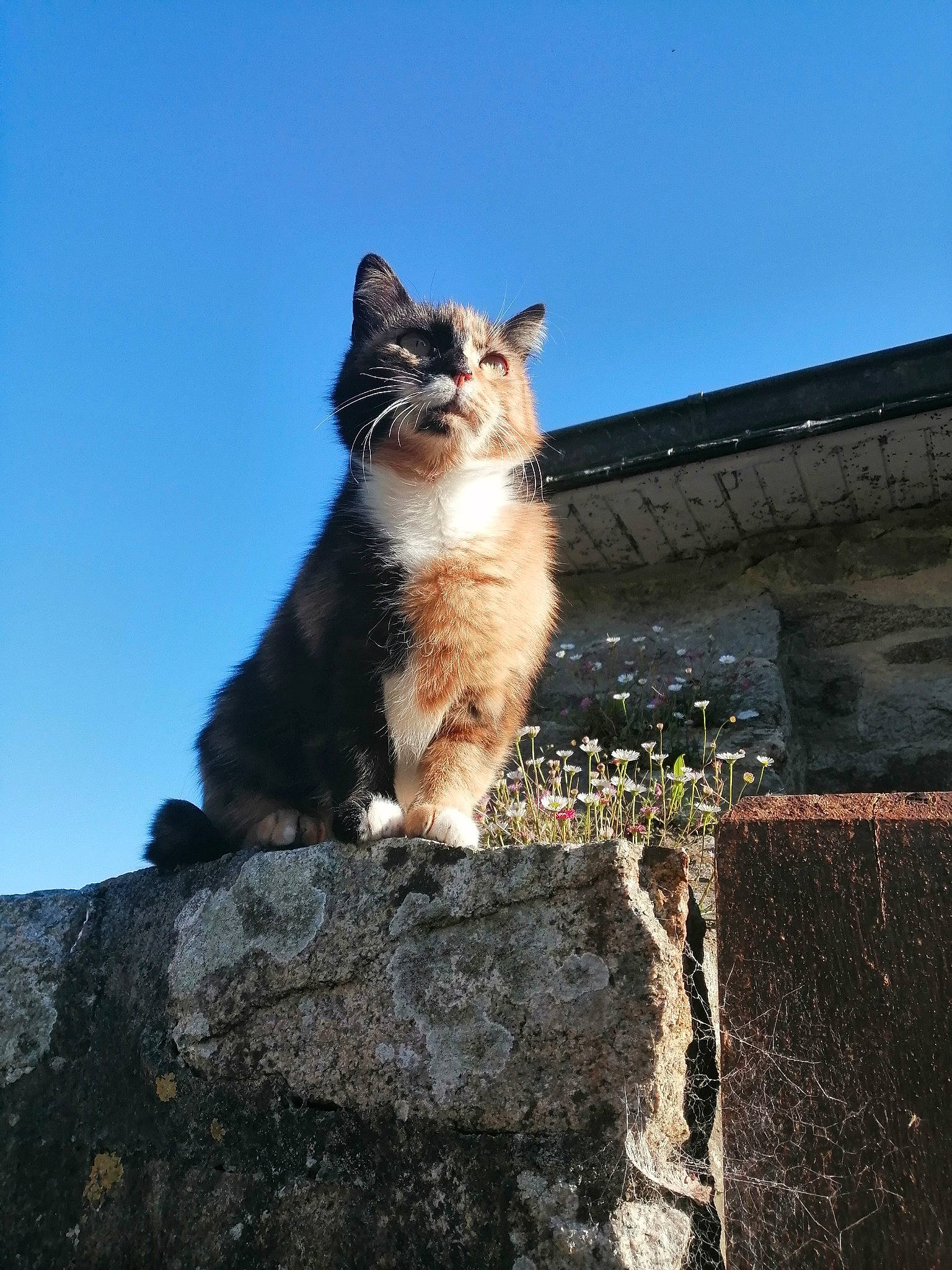 Navi a rejoint le concours — aidez-le/la à gagner de superbes lots ! aegean_cat, carnivore, cat, european_shorthair, fawn, felidae, mammal, sitting, sky, small_to_medium_sized_cats, sunlight, tail, tree, whiskers